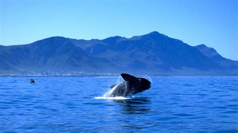 Whale Watching in Hermanus, South Africa Guide (2023)